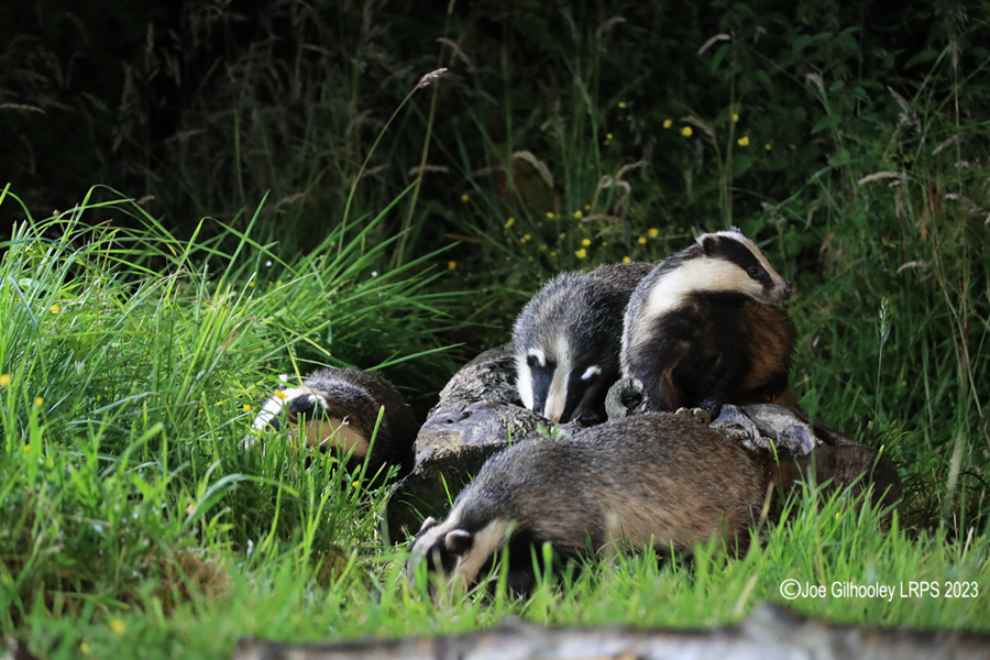 European Badgers European Badgers