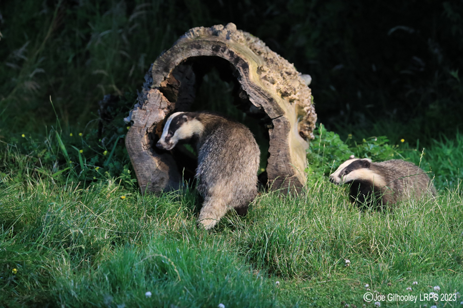 European Badgers European Badgers