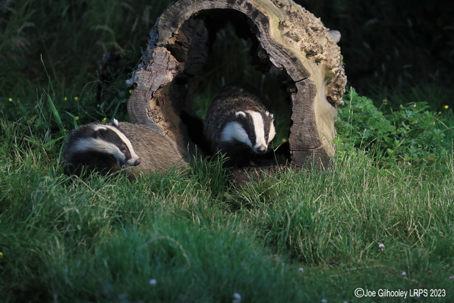 European Badgers European Badgers