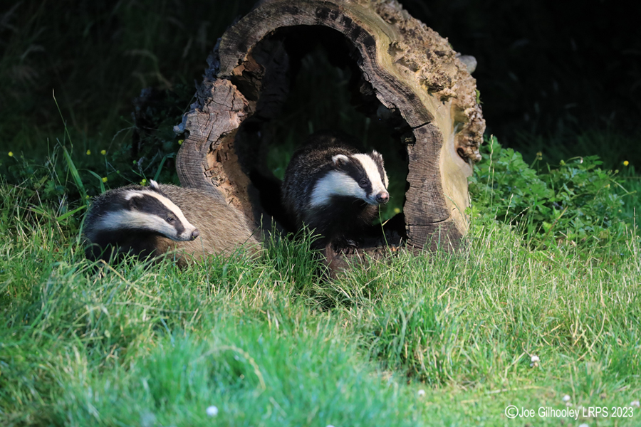 European Badgers European Badgers