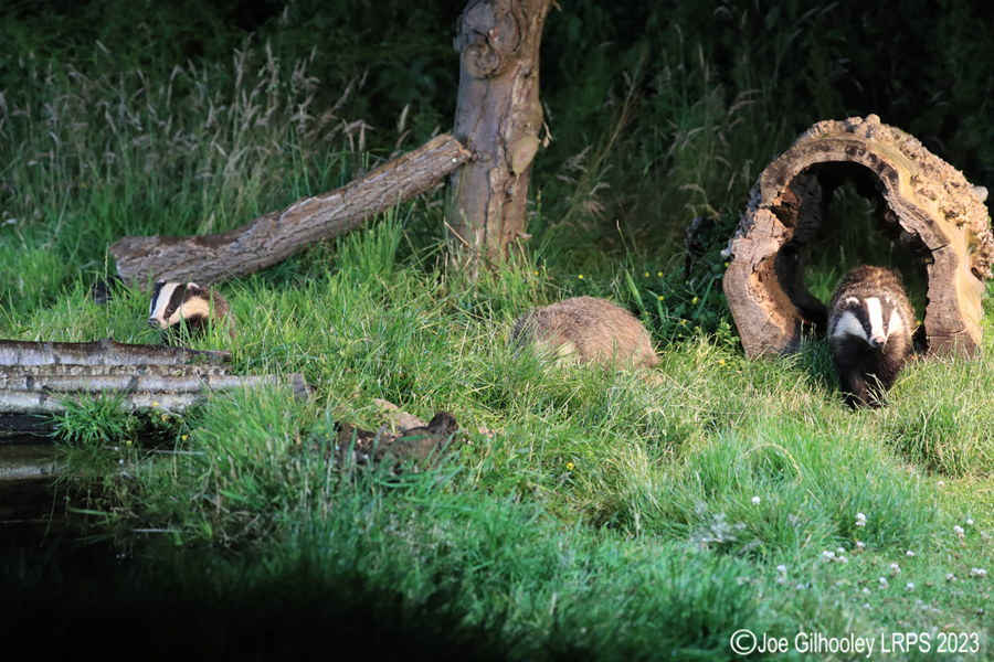 European Badgers European Badgers
