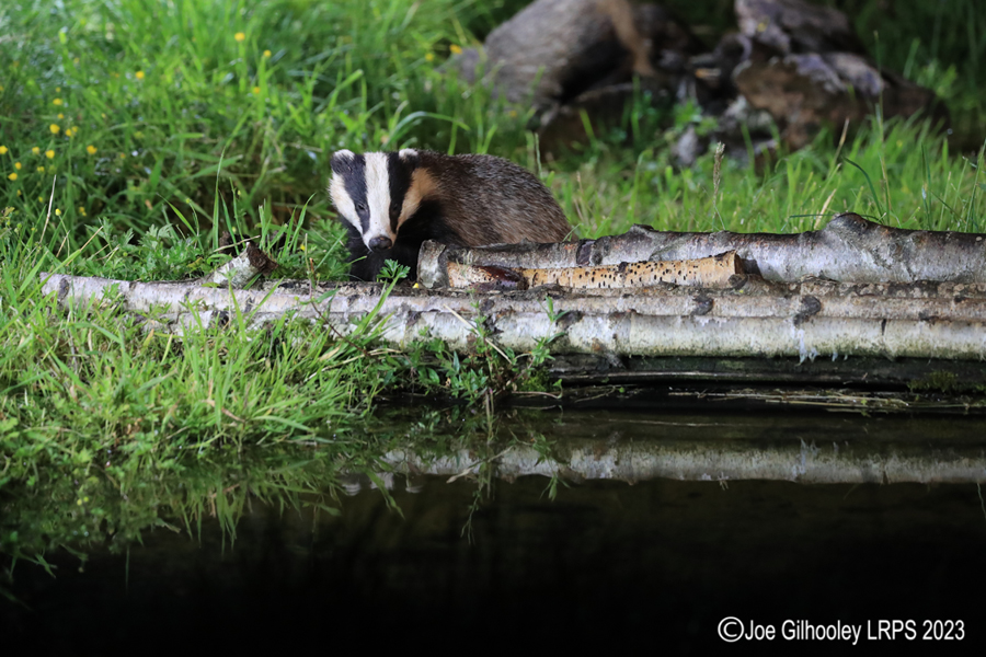 European Badgers European Badgers