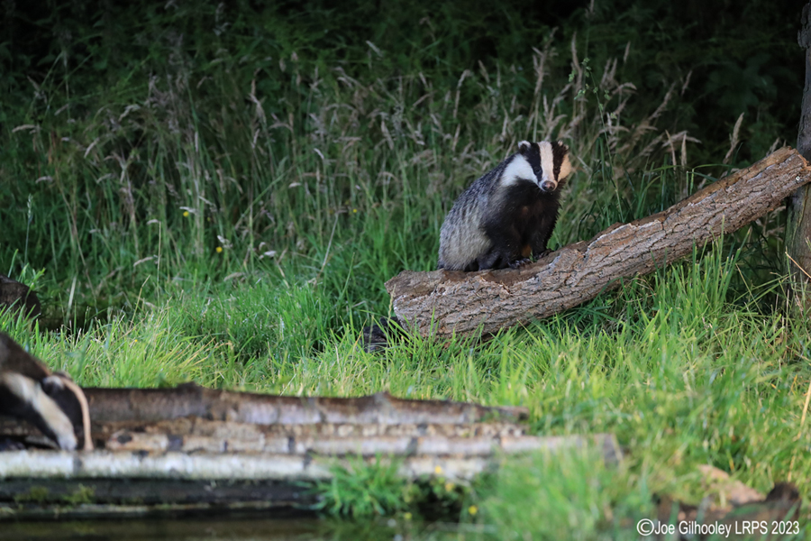 European Badgers European Badgers