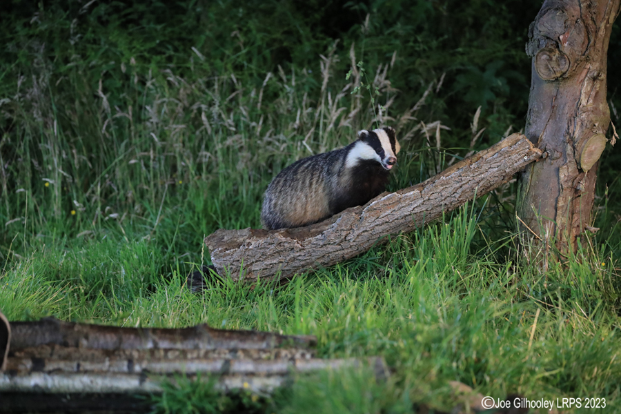 European Badgers European Badgers