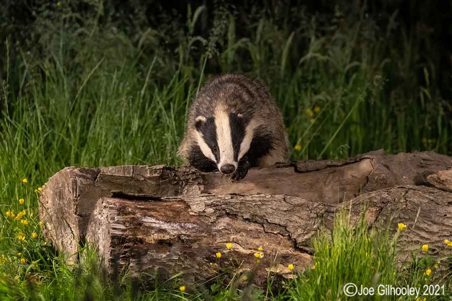 European Badgers European Badgers