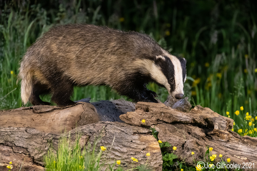 European Badgers European Badgers