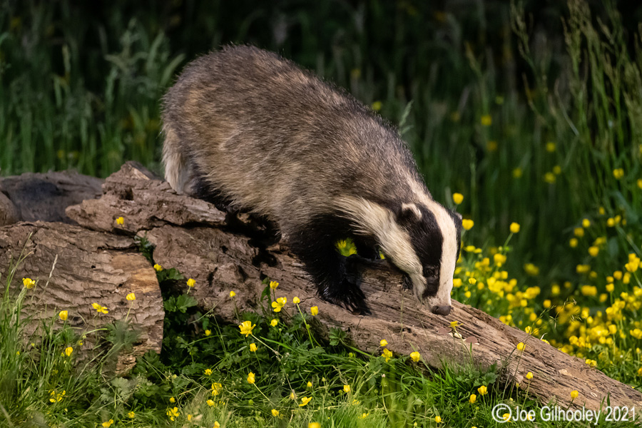 European Badgers European Badgers