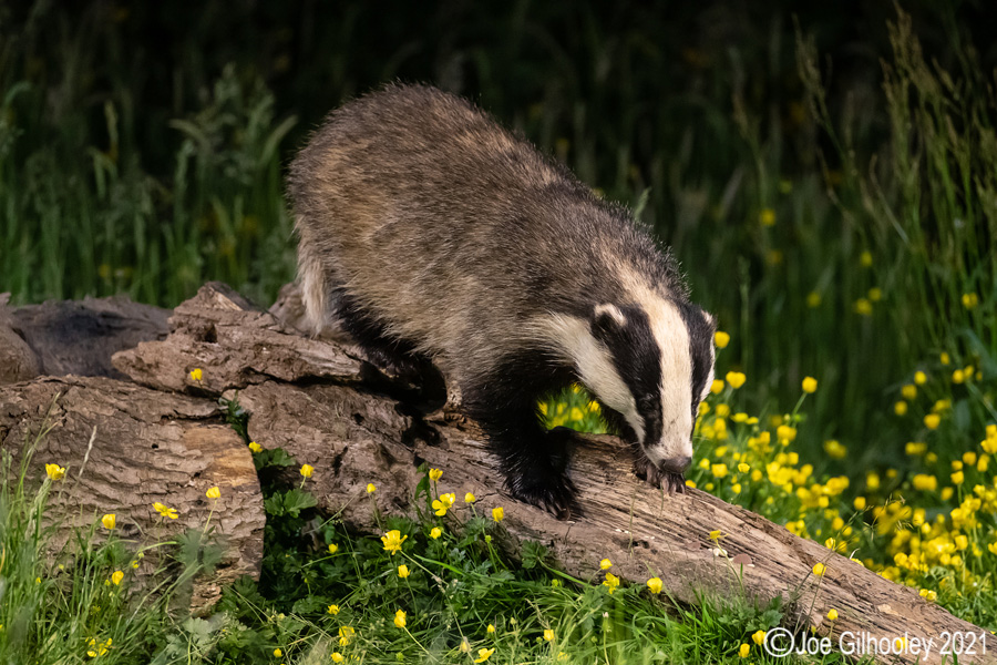 European Badgers European Badgers