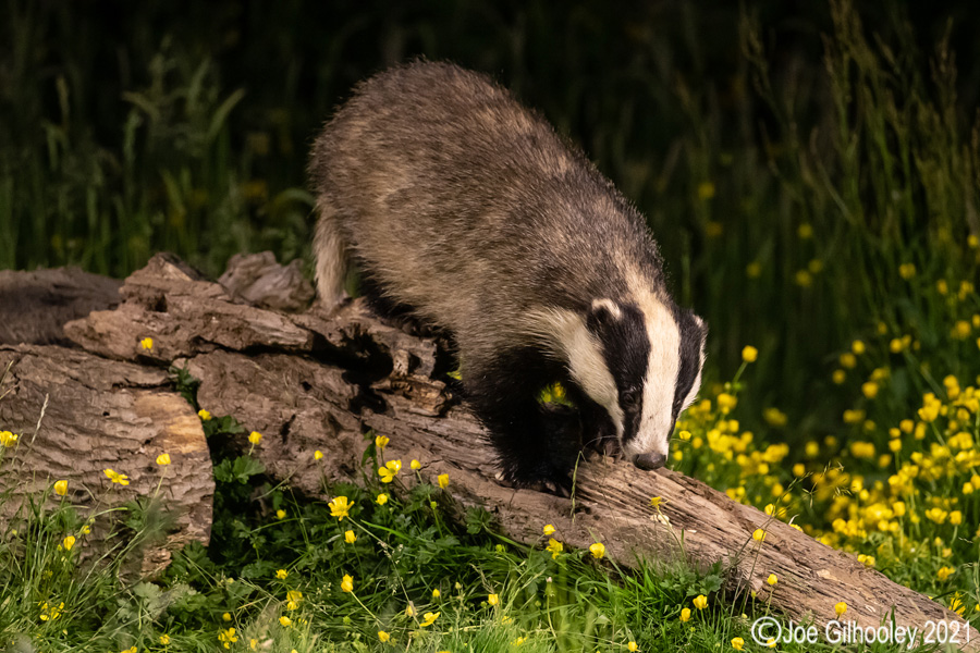 European Badgers European Badgers