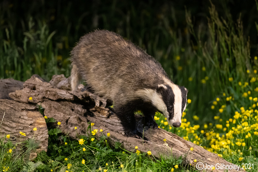 European Badgers European Badgers