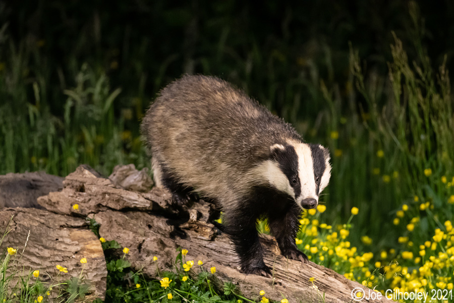 European Badgers European Badgers