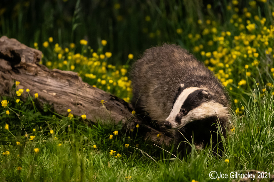 European Badgers European Badgers