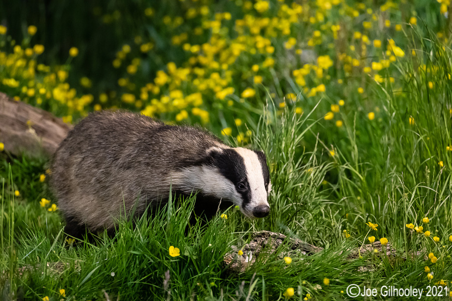 European Badgers European Badgers