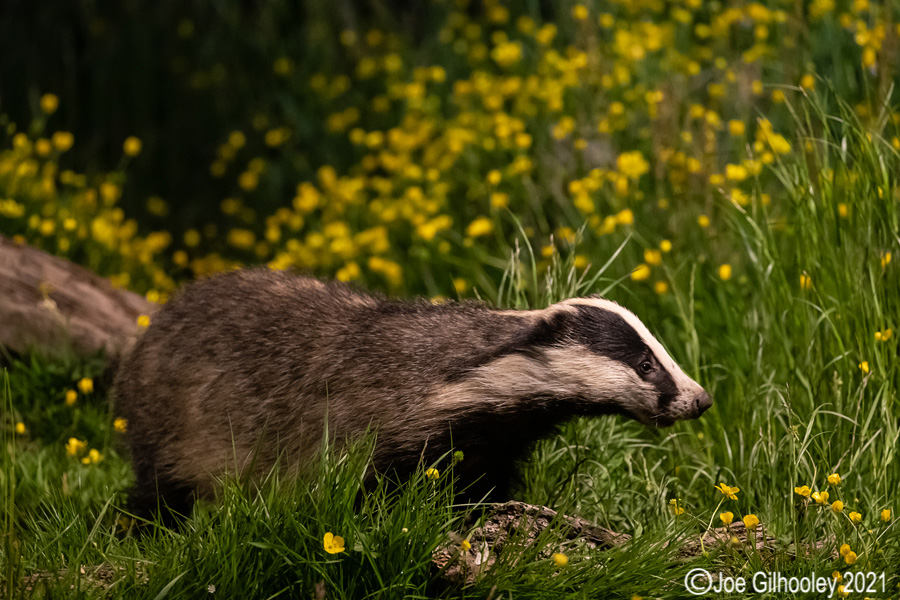 European Badgers European Badgers