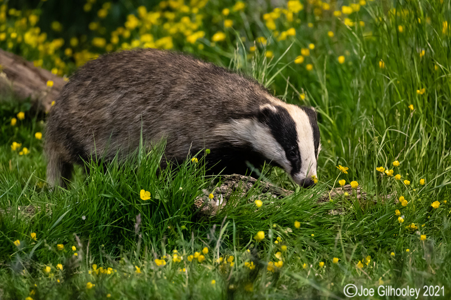 European Badgers European Badgers