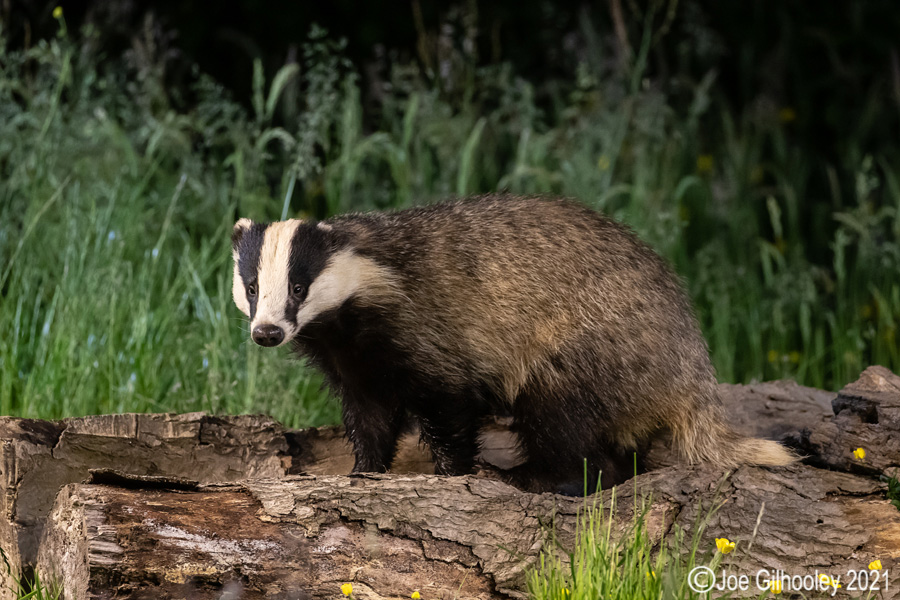 European Badgers European Badgers