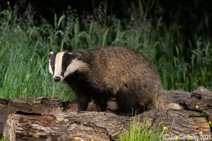 European Badgers European Badgers