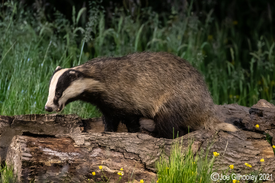 European Badgers European Badgers