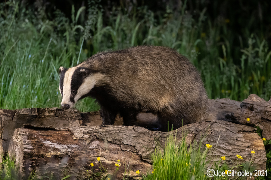 European Badgers European Badgers
