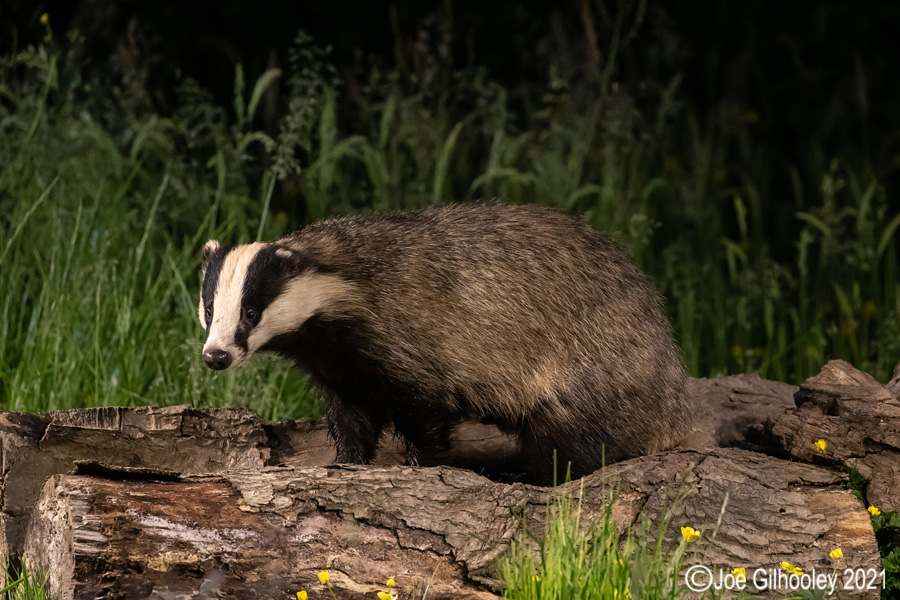 European Badgers European Badgers