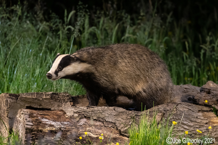 European Badgers European Badgers