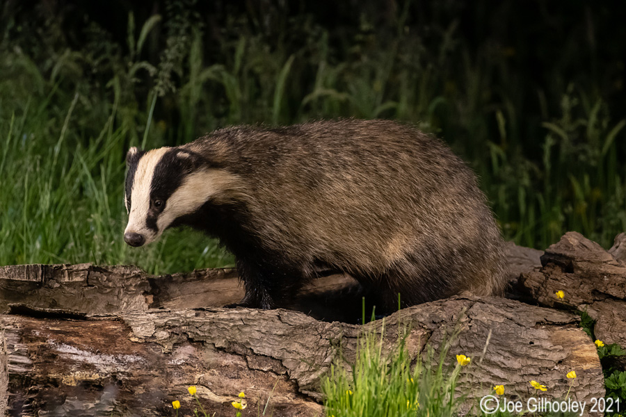 European Badgers European Badgers