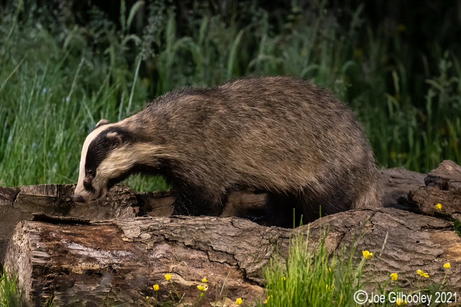 European Badgers European Badgers