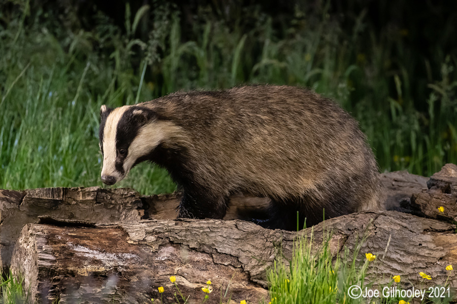 European Badgers European Badgers