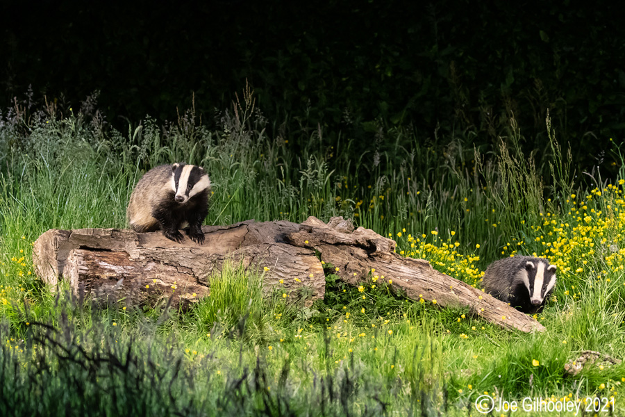 European Badgers European Badgers