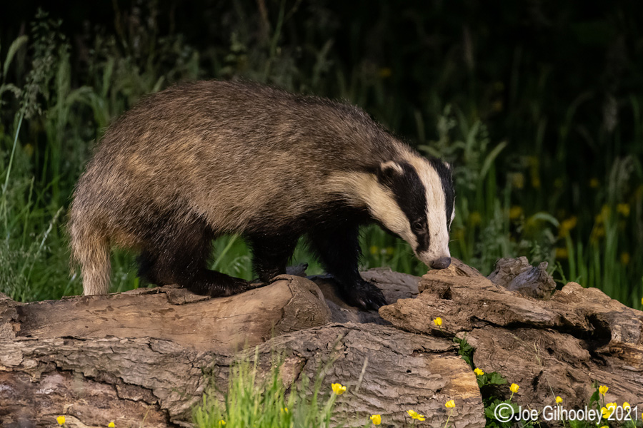 European Badgers European Badgers