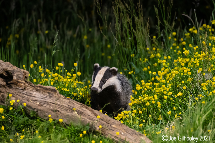European Badgers European Badgers