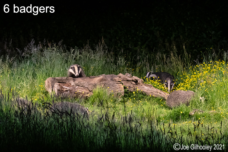 European Badgers European Badgers