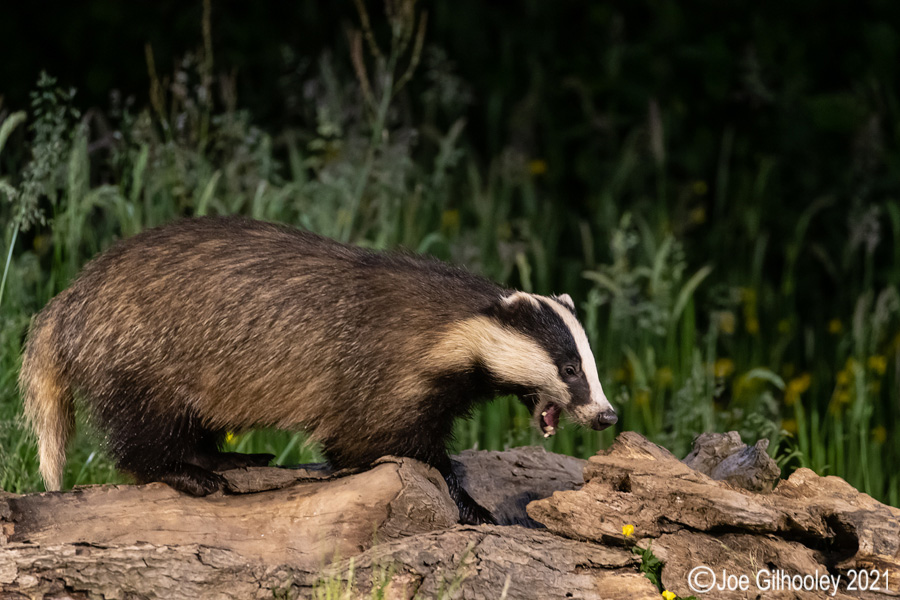 European Badgers European Badgers