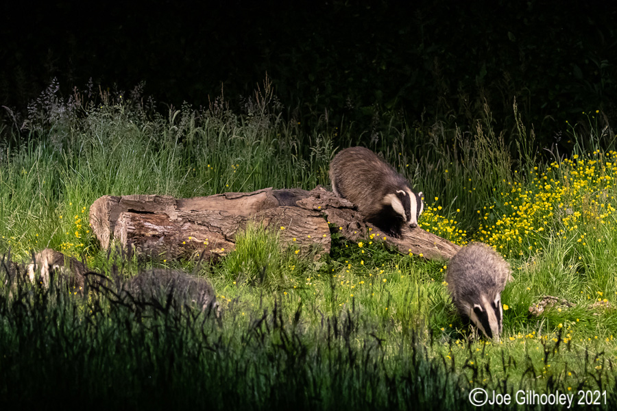 European Badgers European Badgers