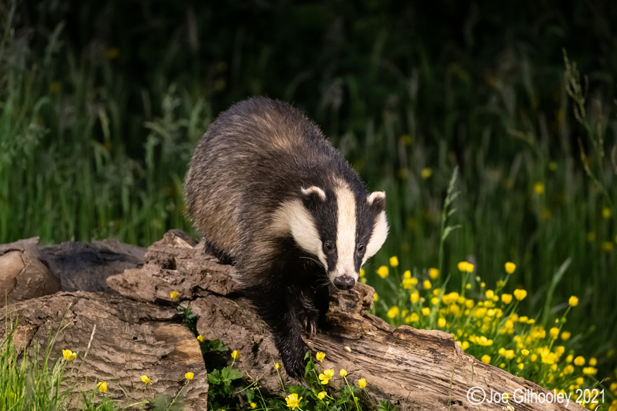 European Badgers European Badgers