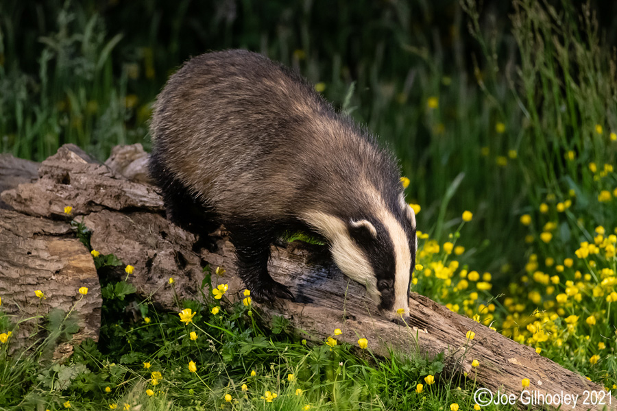 European Badgers European Badgers