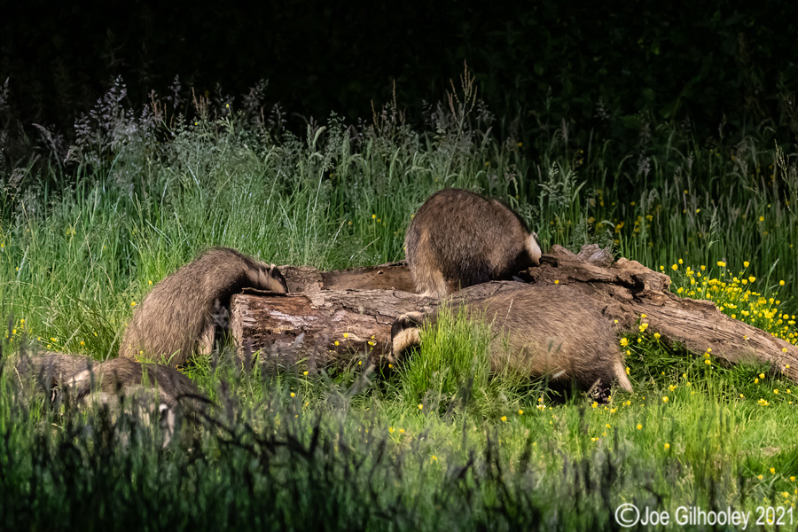 European Badgers European Badgers