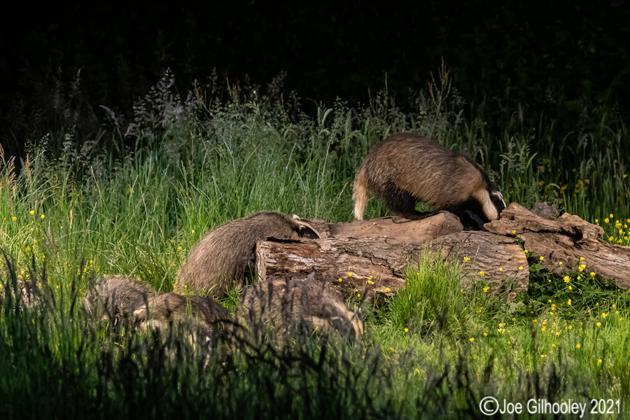 European Badgers European Badgers