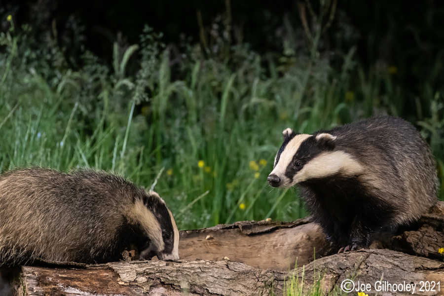 European Badgers European Badgers