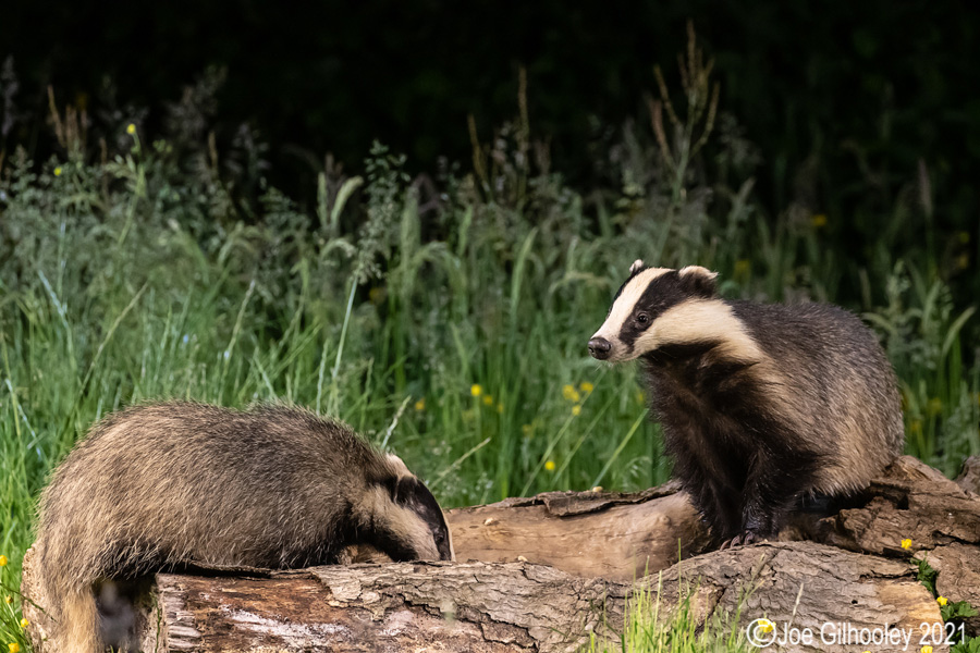 European Badgers European Badgers