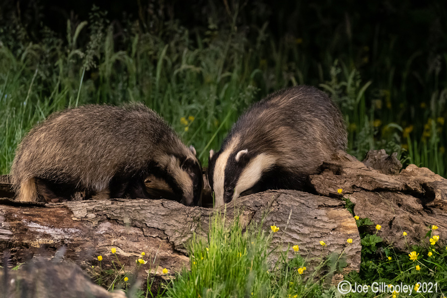 European Badgers European Badgers