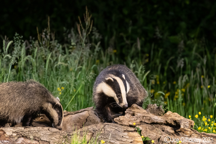 European Badgers European Badgers