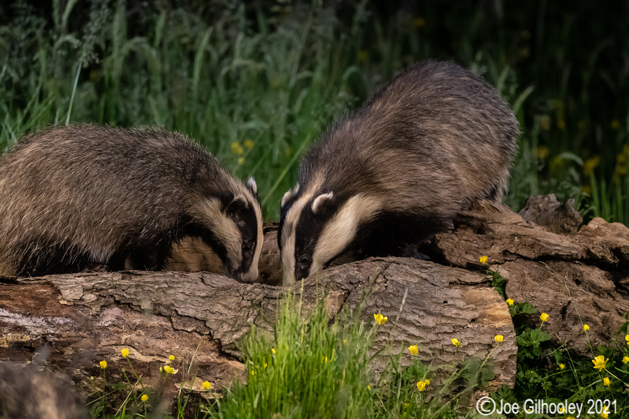 European Badgers European Badgers