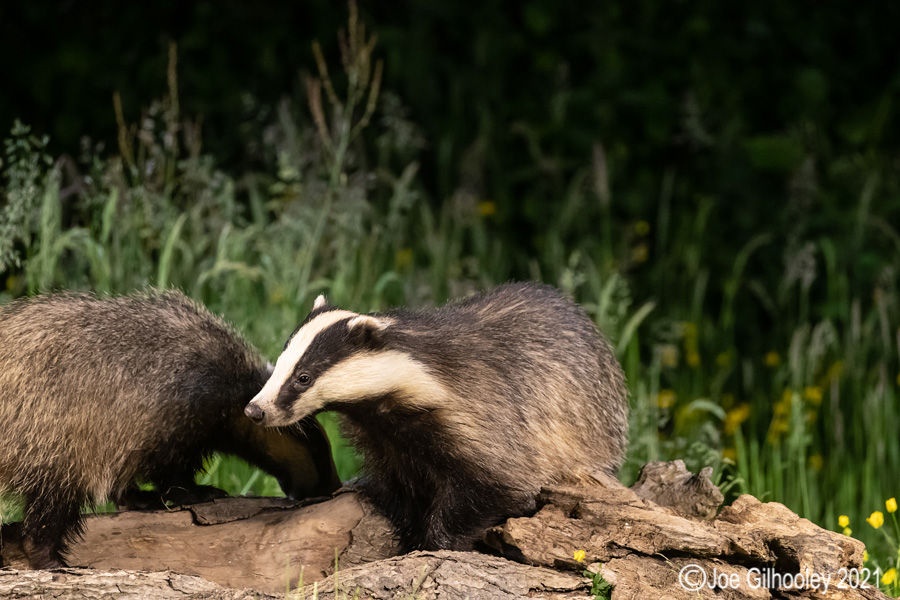 European Badgers European Badgers