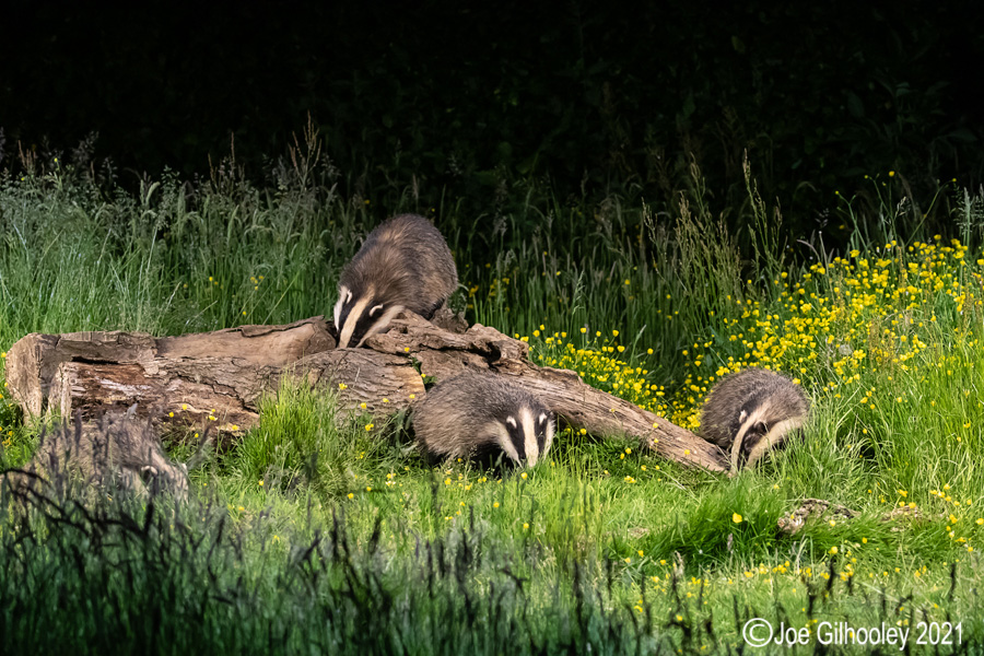 European Badgers European Badgers