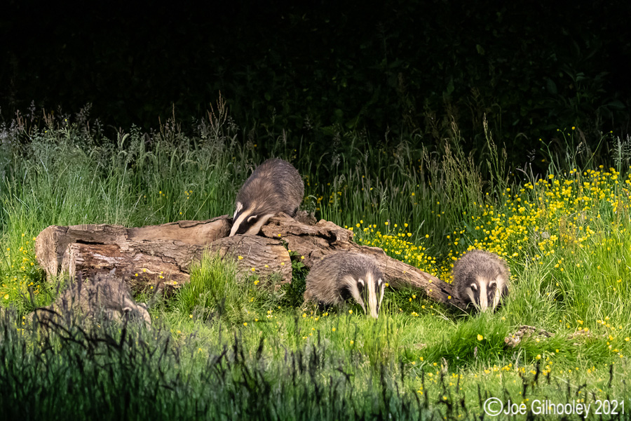 European Badgers European Badgers