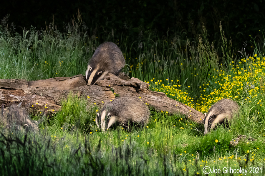 European Badgers European Badgers