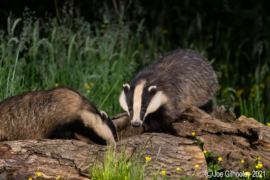 European Badgers European Badgers