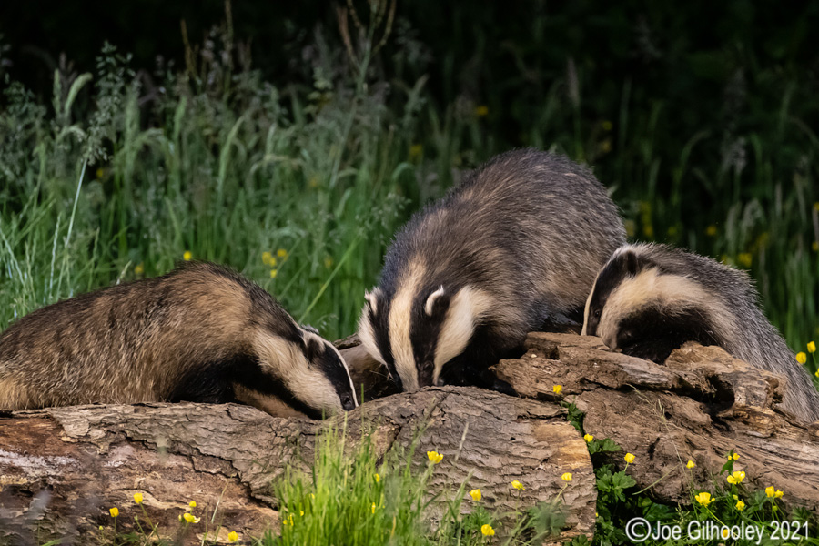 European Badgers European Badgers
