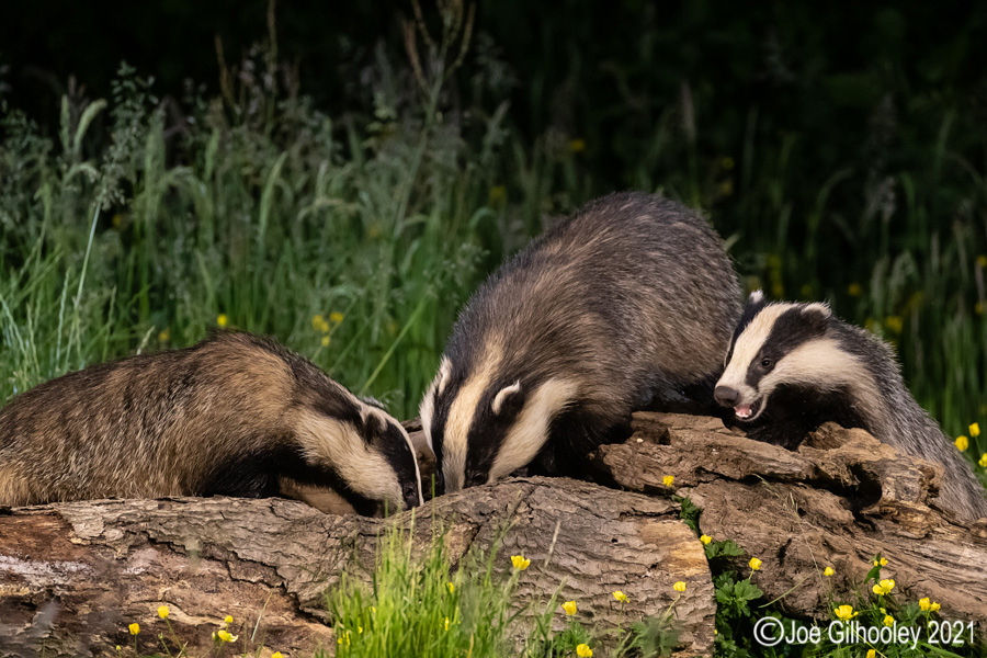 European Badgers European Badgers